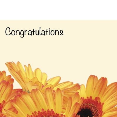 Congratulations - Gerberas